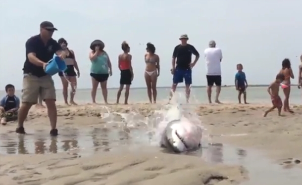 Video: Great white shark beach rescue